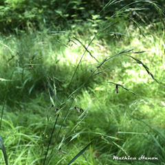 Entomophthora syrphi