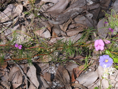 Gompholobium venustum