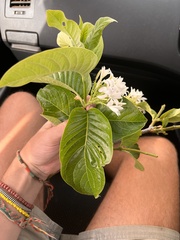 Holarrhena pubescens