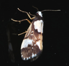 Philenora elegans