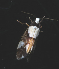 Philenora elegans