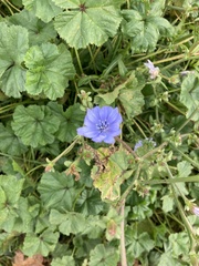 Cichorium