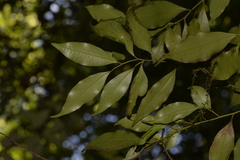 Cryptocarya meisneriana