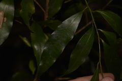 Cryptocarya meisneriana