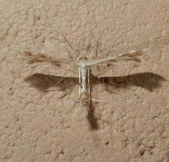 Oxyptilini
