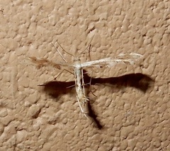Oxyptilini