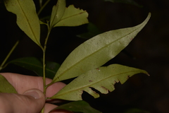 Cryptocarya meisneriana