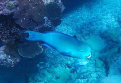 Chlorurus microrhinos