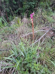 Watsonia pulchra