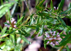 Grevillea sphacelata