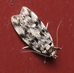 Barea confusella