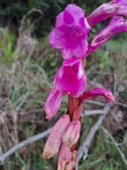 Watsonia pulchra