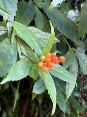 Sarcandra glabra