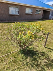 Senecio halimifolius