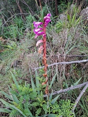 Watsonia pulchra