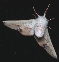 Antictenia punctunculus