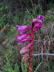 Watsonia pulchra