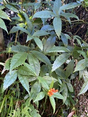 Sarcandra glabra