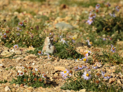 Montifringilla davidiana