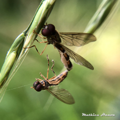 Entomophthora syrphi