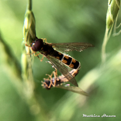 Entomophthora syrphi