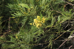 Acacia decurrens