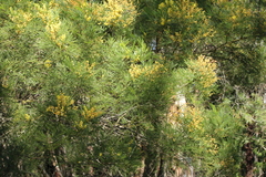 Acacia decurrens