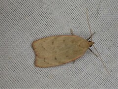 Phaeosaces coarctatella