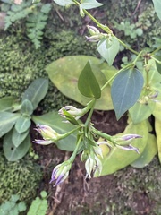 Swertia shintenensis