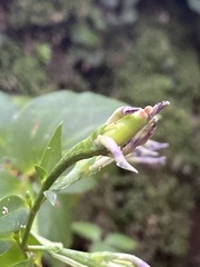 Swertia shintenensis