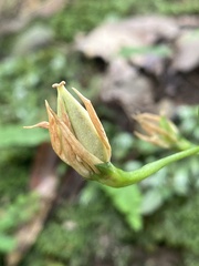 Swertia shintenensis