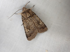 Proteuxoa tetronycha