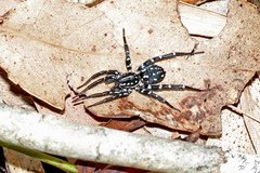 Nyssus albopunctatus