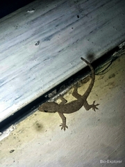 Hemidactylus platyurus