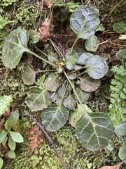 Shortia rotundifolia