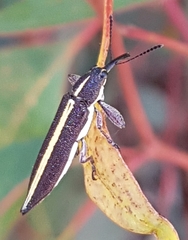 Rhinotia