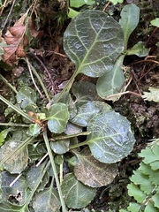Shortia rotundifolia