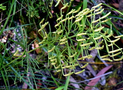 Lycopodium deuterodensum