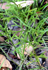 Lycopodium deuterodensum