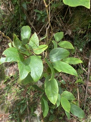 Mucuna macrocarpa