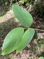 Mucuna macrocarpa