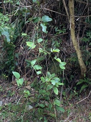 Mucuna macrocarpa