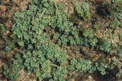 Caulerpa geminata