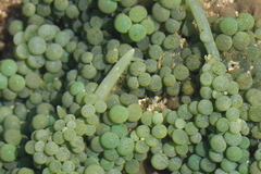 Caulerpa geminata