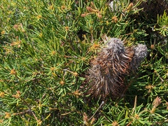 Banksia spinulosa