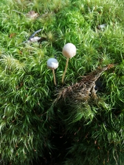 Laccaria masoniae