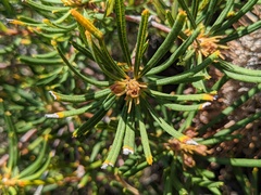 Banksia spinulosa