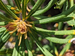 Banksia spinulosa