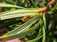 Banksia spinulosa