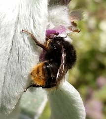 Bombus ruderarius